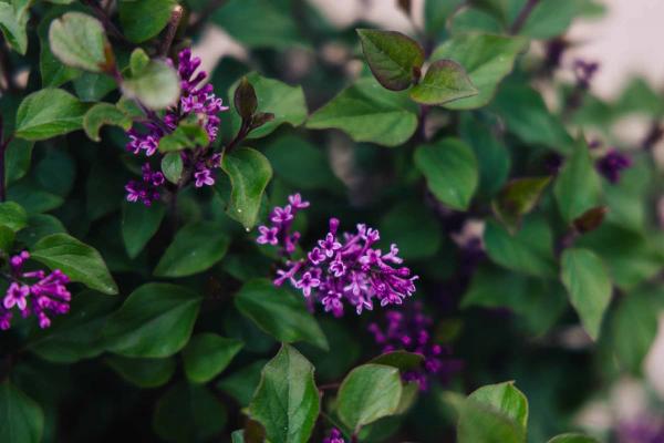 Lilac Bloomerang&reg; Dwarf Purple 3 gallon