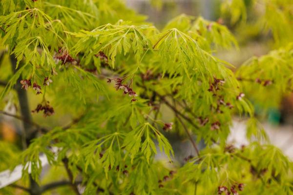 Japanese Maple 'Green Cascade' 7 Gallon