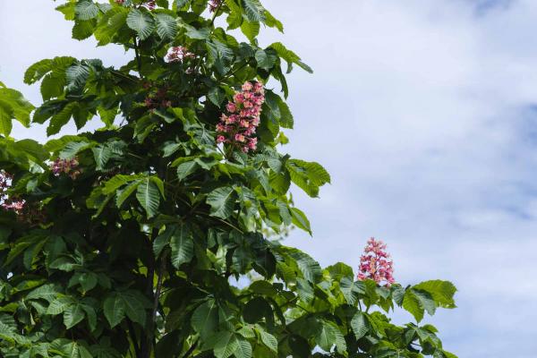 Horsechestnut 'Briotti' 25 Gallon