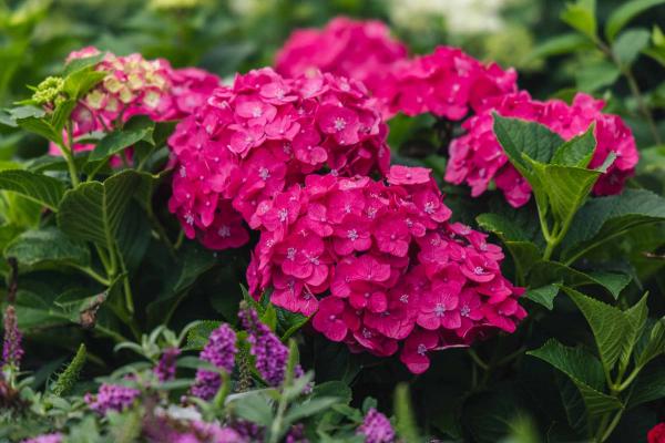 Mophead Hydrangea Summer Crush&reg; 7 Gallon