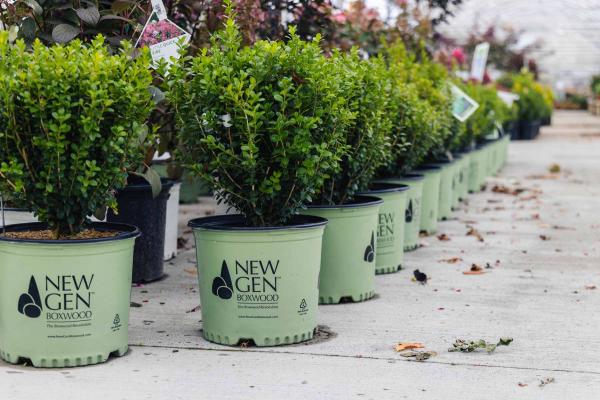 Boxwood NewGen Freedom&reg; 3 Gallon