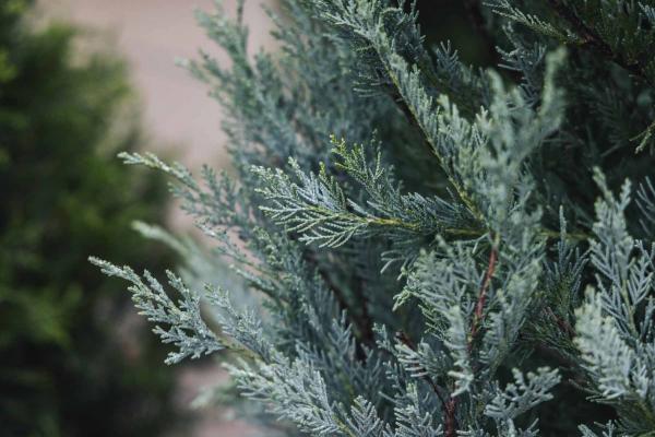 Rocky Mountain Juniper 'Moonglow' 10 Gallon