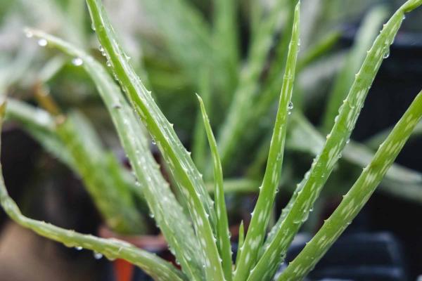 Aloe Vera 10 Inch