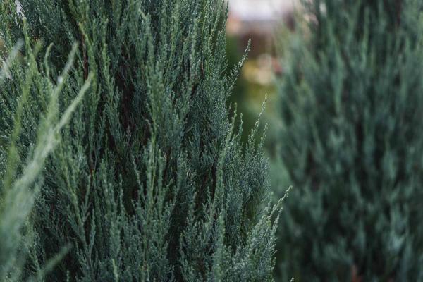 Rocky Mountain Juniper 'Sky Rocket' 10 Gallon