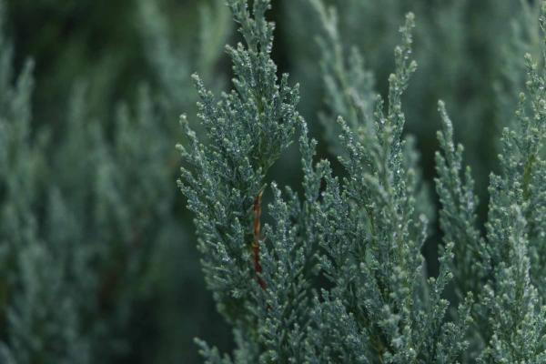 Juniper 'Blue Point' 6"