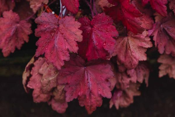 Coral Bells 'Autumn Leaves' 2 Gallon