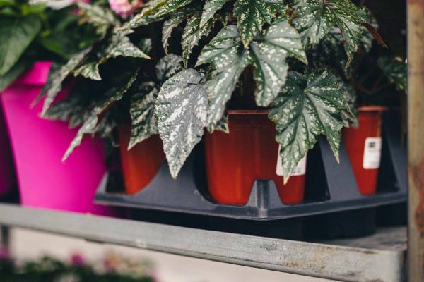 Begonia 'Gryphon' Quart