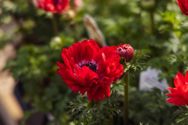 Anemone 'Pandora Double Red' Quart