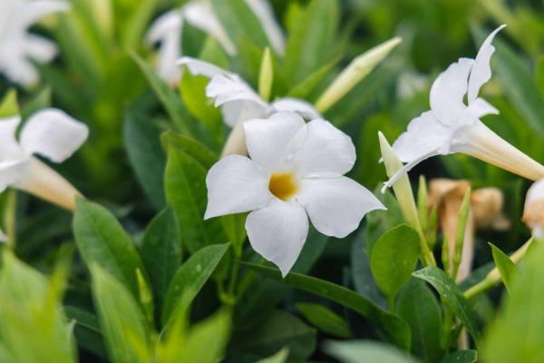Dipladenia White 10"