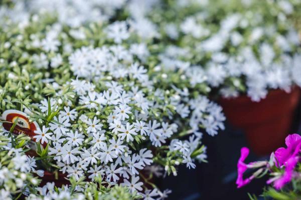 Creeping Phlox 'Snowflake' Market Basket