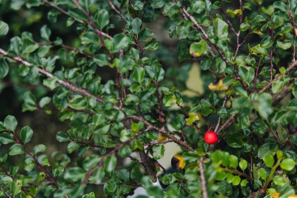 Cotoneaster 'Cranberry' 3 Gallon