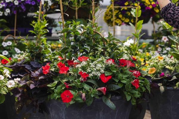 Mandevilla Red 20"