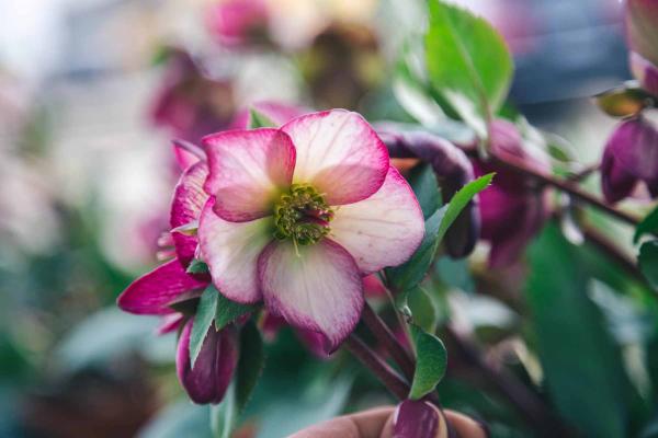 Lenten Rose HGC&reg; Ice N' Roses&reg; Picotee 1 Gallon