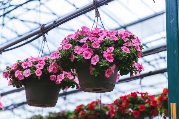 Easy Wave&reg; Petunia Assorted 12" Hanging Basket