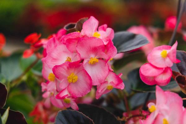 Begonia Viking&trade; Pink 12" Hanging Basket