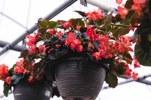 Begonia Viking&trade; Red 12" Hanging Basket
