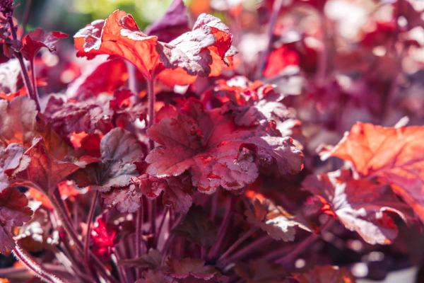 Coral Bells Primo&reg; 'Mahogany Monster' 2 Gallon