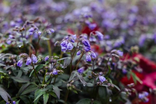 Jacob's Ladder 'Heaven Scent' 1 Gallon