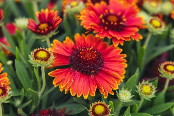 Blanket Flower SpinTop&trade; Yellow Touch 1 Gallon