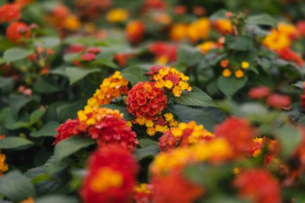 Lantana Shamrock&trade; Orange Flame Quart