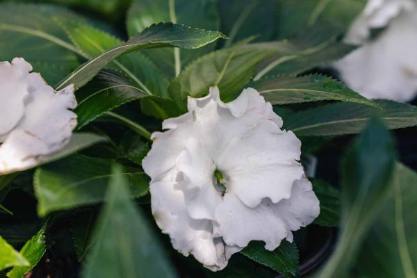 New Guinea Impatiens 'Roller Coaster White' 8"