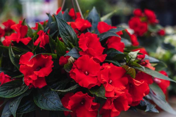 New Guinea Impatiens 'Roller Coaster Red' 8"