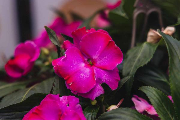 New Guinea Impatiens 'Roller Coaster Hot Pink' 8"