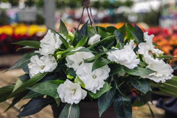 New Guinea Impatiens 'Roller Coaster Assorted' 12" Hanging Basket