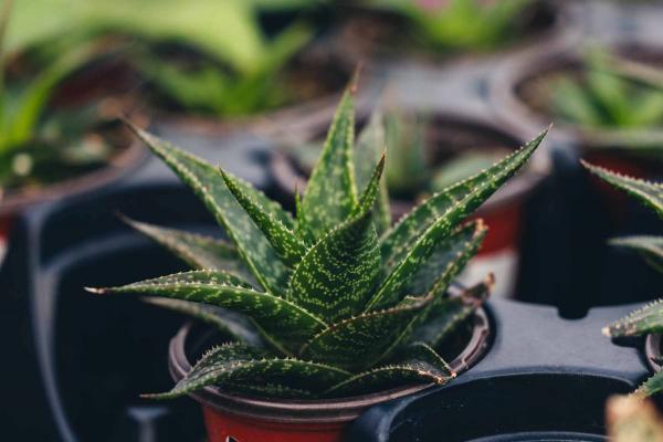 Aloe 'Amial' 6 Inch