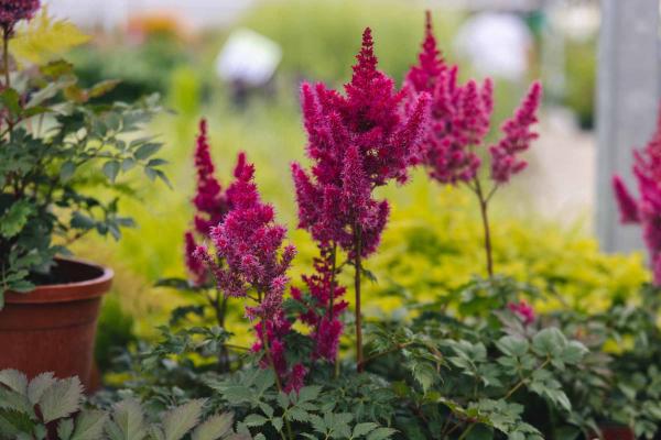 Astilbe 'Lowlands Ruby' 2 Gallon