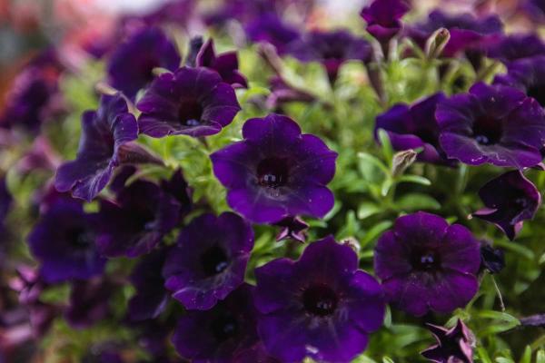 Supertunia Mini Vista&reg; Midnight Quart