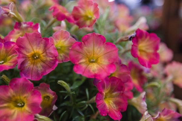 Supertunia&reg; Persimmon 12" Hanging Basket