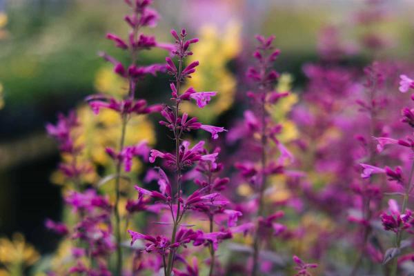 Agastache Meant to Bee&trade; Royal Raspberry 1 Gallon