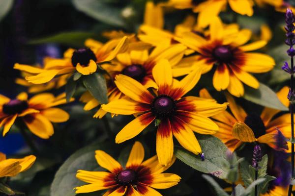 Black-Eyed Susan MiniBeckia&trade; Flame 2 Gallon