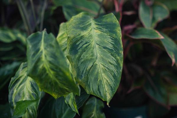 Calathea 'Electric Shock' 12CM (5")