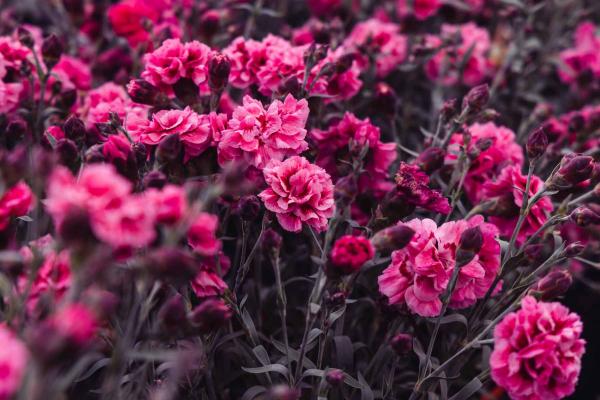 Dianthus Scent First&reg; Sugar Plum 2 Gallon