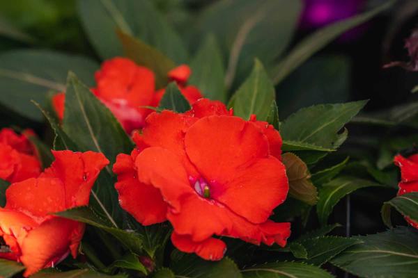 New Guinea Impatiens 'Roller Coaster Orange' 8"