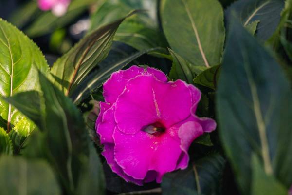 New Guinea Impatiens 'Roller Coaster Violet' 8"