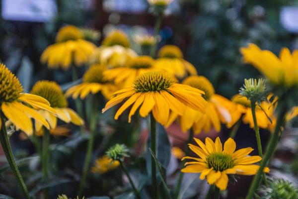 Coneflower Artisan&trade; Yellow Ombre 1 Gallon