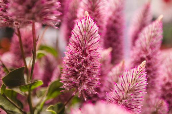 Ptilotus 'Matilda' 8 Inch