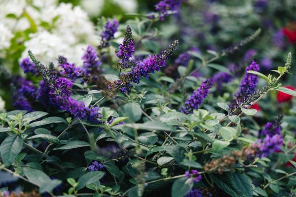 Butterfly Bush Lo & Behold&reg; 'Blue Chip' 3 Gallons