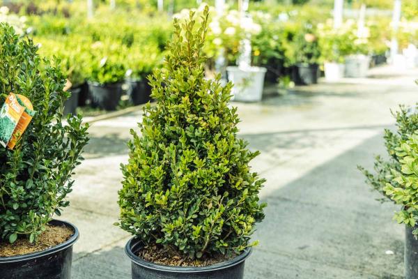 Boxwood 'Green Mountain' Pyramid 5 Gallon