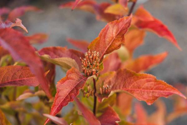 Bush Honeysuckle Kodiak&reg; Orange 3 Gallon