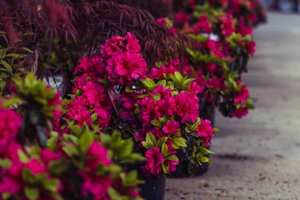 Evergreen Azalea 'Girard's Rose' 7 Gallon