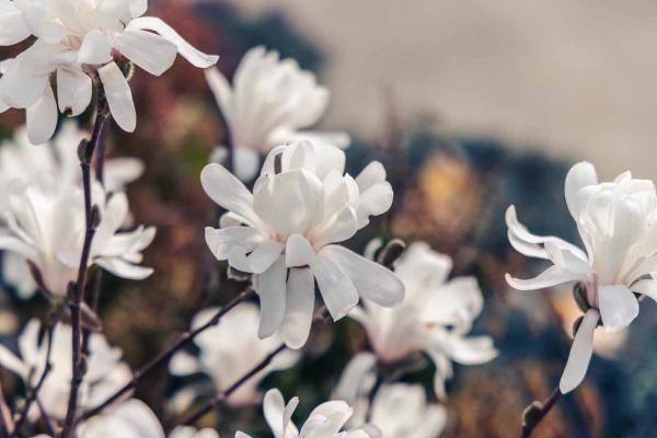Star Magnolia 'Royal Star' 3 Gallon