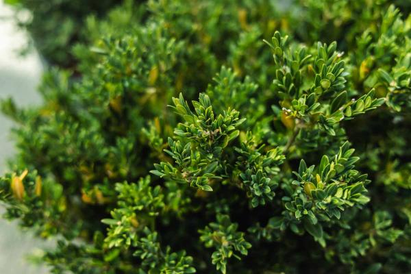 Boxwood 'Green Gem' 7 Gallon