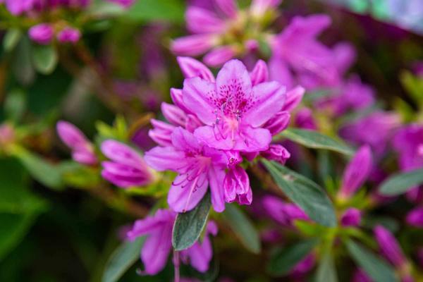 Evergreen Azalea 'Poukhanense' 7 Gallon