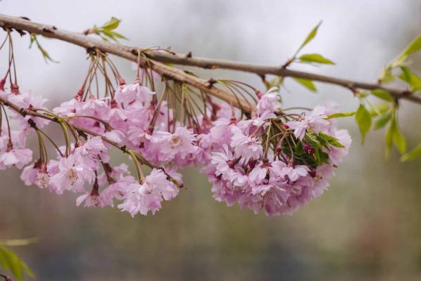 Flowering Cherry Double Pink 7 Gallon