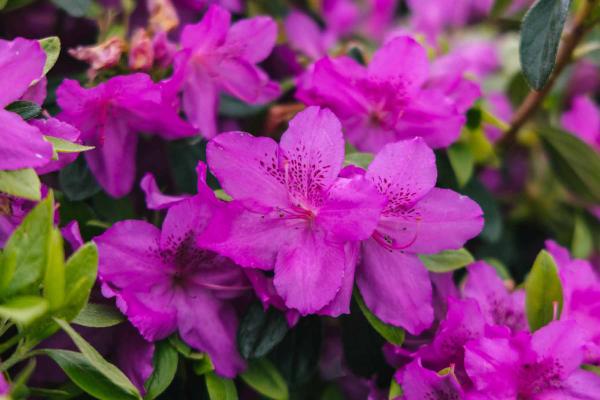 Evergreen Azalea 'Karen' 7 Gallon