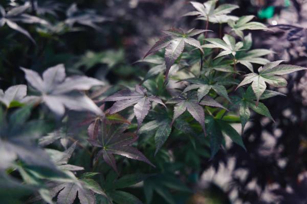 Japanese Maple 'Emperor One' 5 Gallon